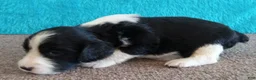 English Springer Spaniel dogs for sale: English Springer Spaniel Puppy Neo - Ad 5