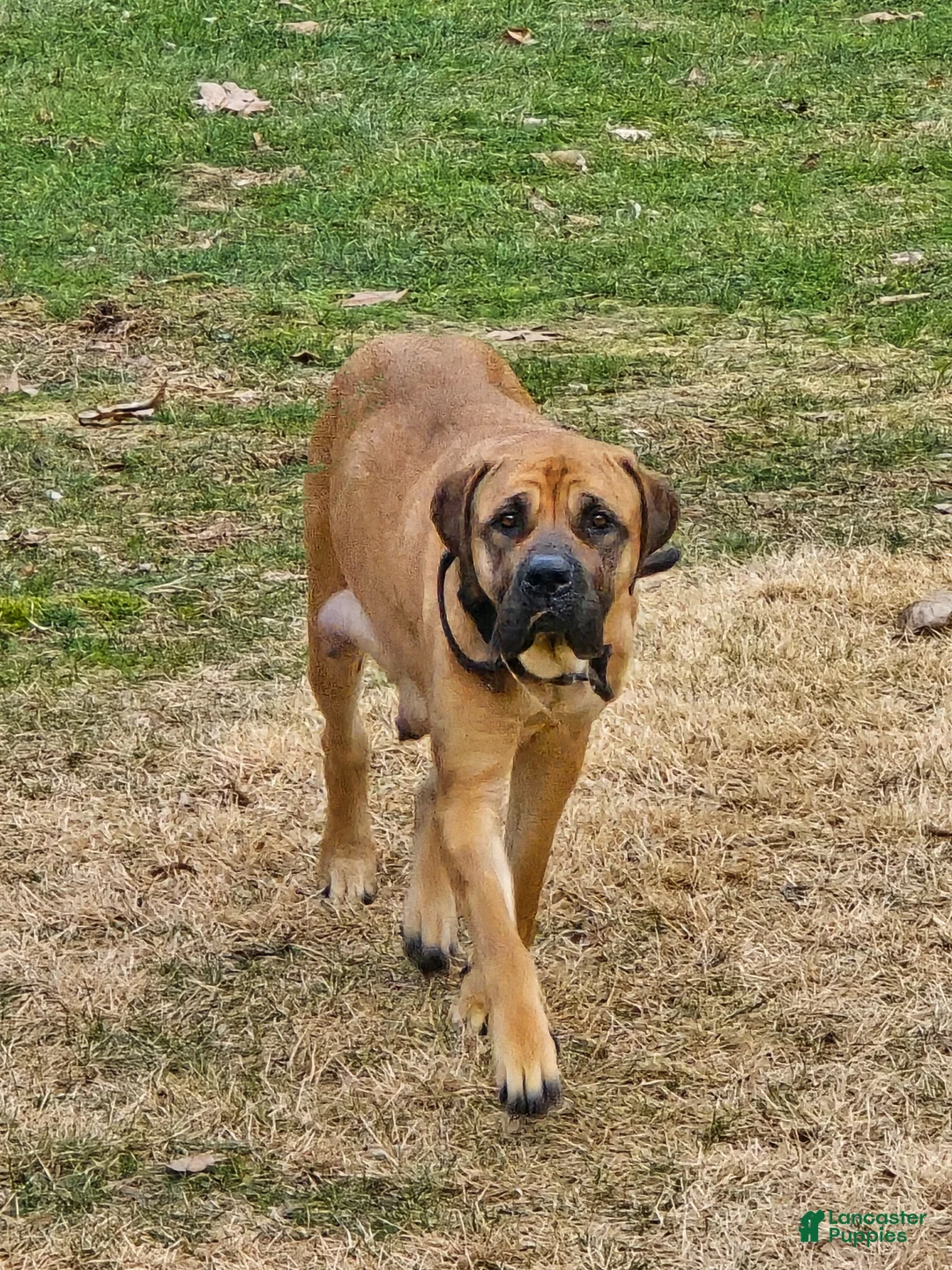 English Mastiff dogs for sale: English Mastiff Puppy 5 - Ad 4