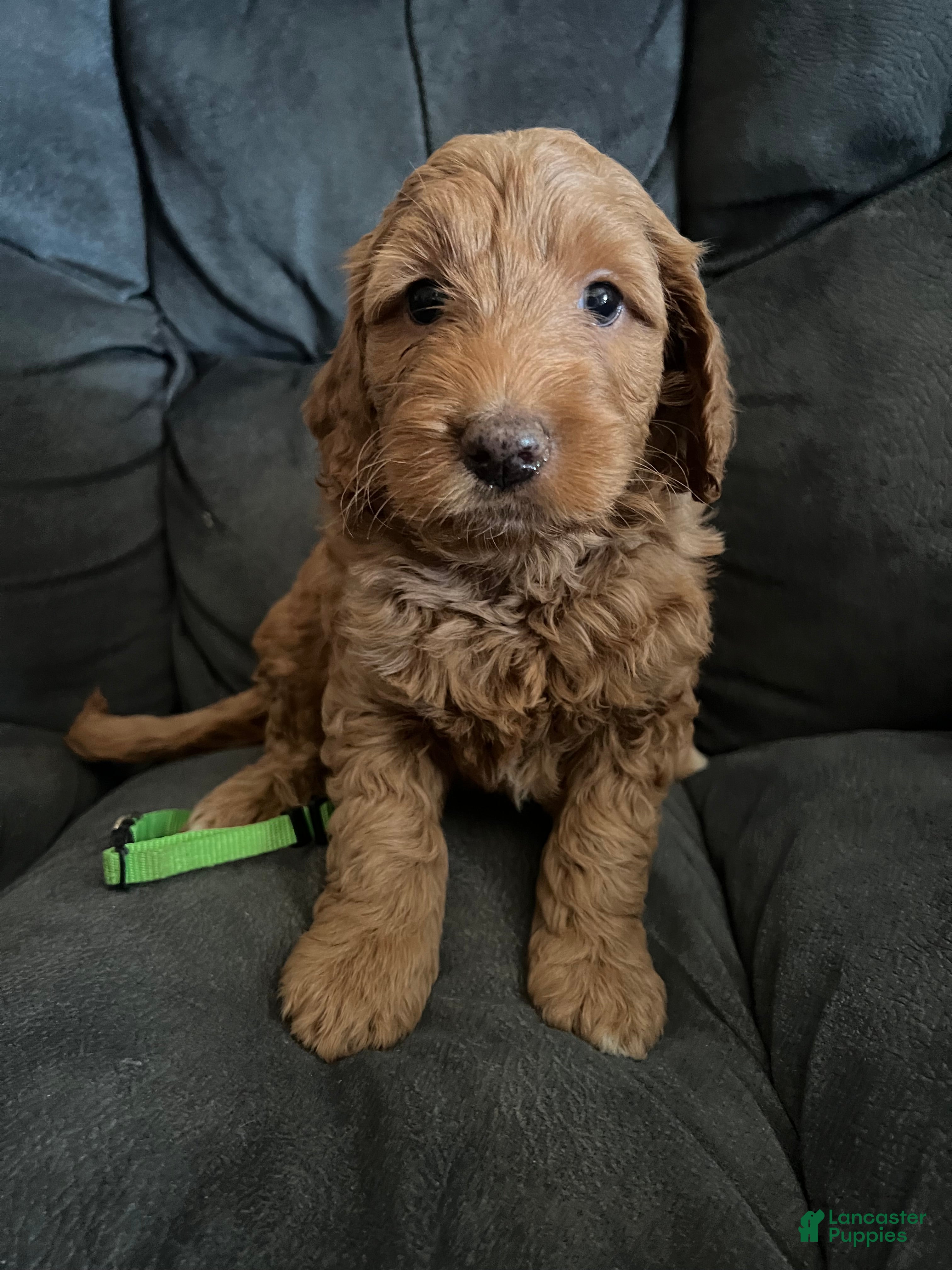 Mini Goldendoodle dogs Lime Collar, - Ad 2