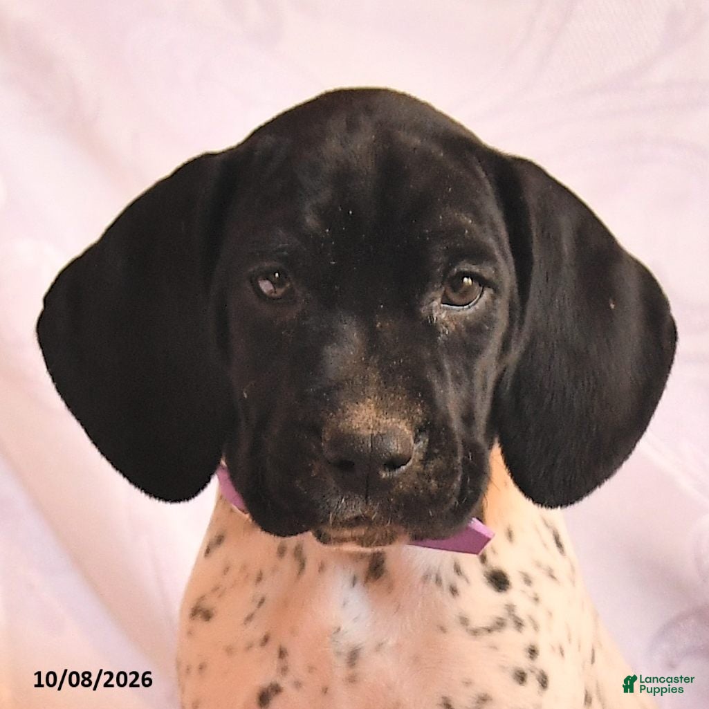 German Shorthaired Pointer dogs Crystal - Ad 2
