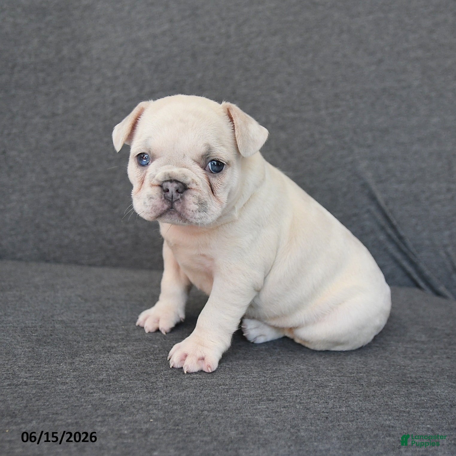 French Bulldog dogs Nancy - Ad 1