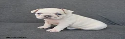 French Bulldog dogs for sale: Nancy - Ad 1