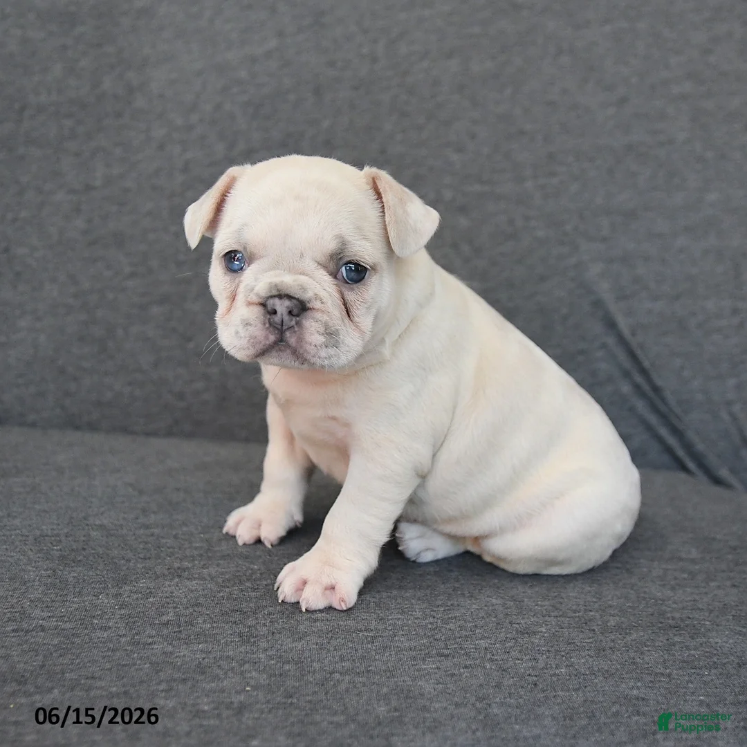 French Bulldog dogs for sale: Nancy - Ad 1