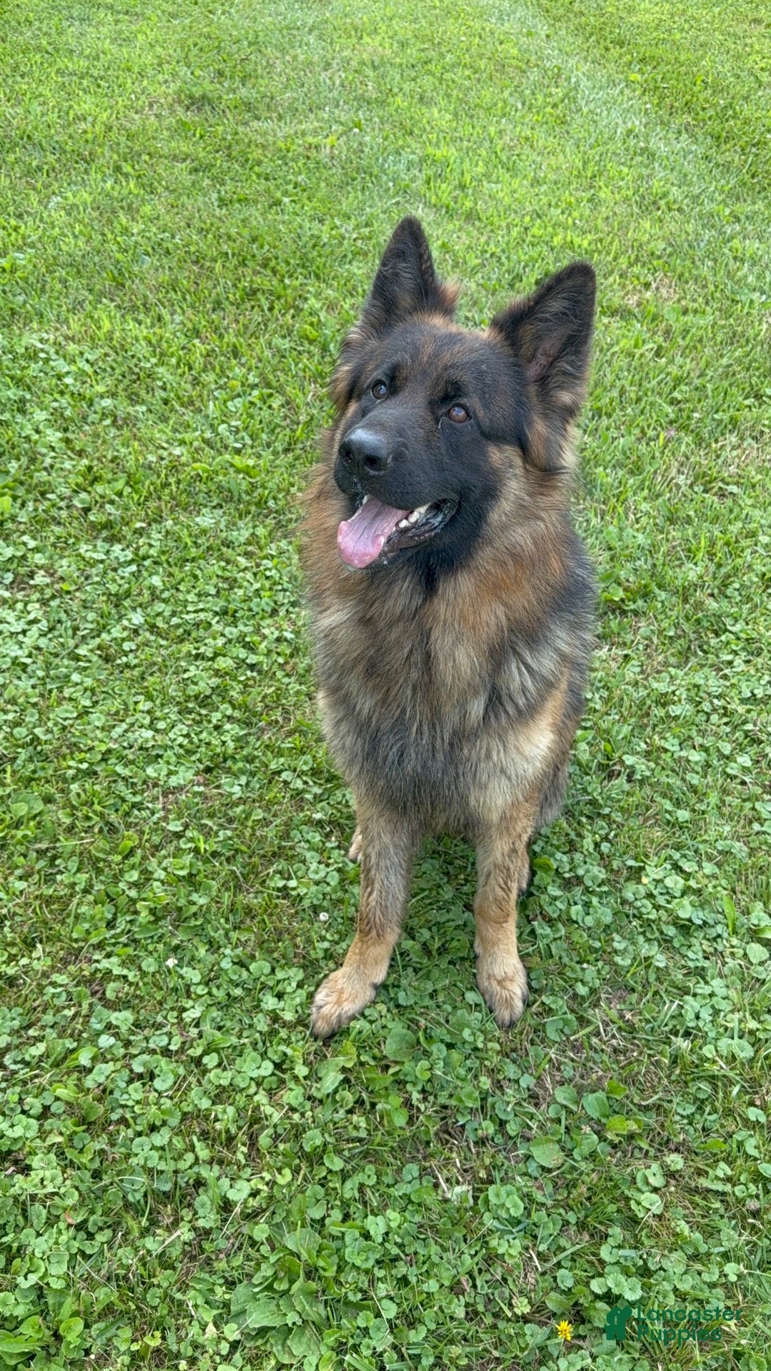 German Shepherd dogs for sale: German Shepherd Puppy 1 - Ad 13