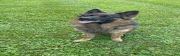 German Shepherd dogs for sale: German Shepherd Puppy 6 - Ad 11