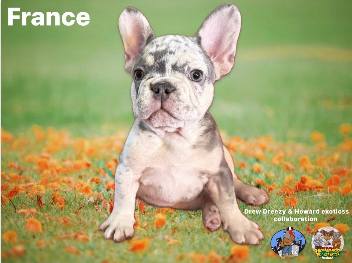 French Bulldog dogs French Bulldog Puppy 1 - Ad 28