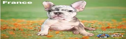 French Bulldog dogs for sale: French Bulldog Puppy 1 - Ad 1
