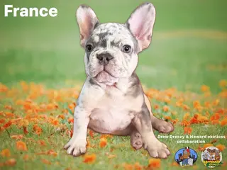 French Bulldog dogs French Bulldog Puppy 1 - Ad 28