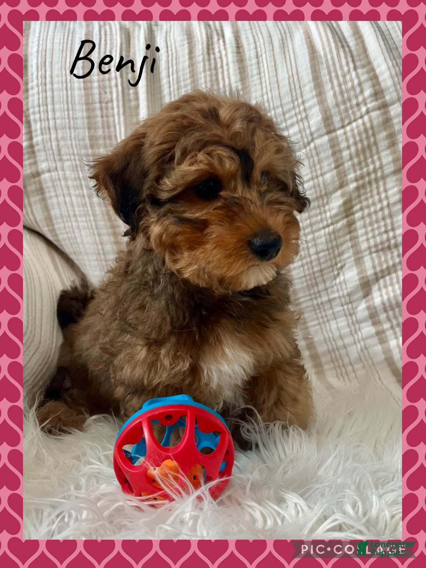 Yorkiepoo dogs Benji - Ad 9