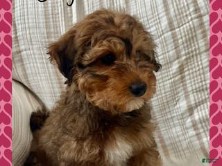 Yorkiepoo dogs Benji - Ad 9