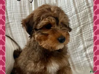 Yorkiepoo dogs Benji - Ad 1