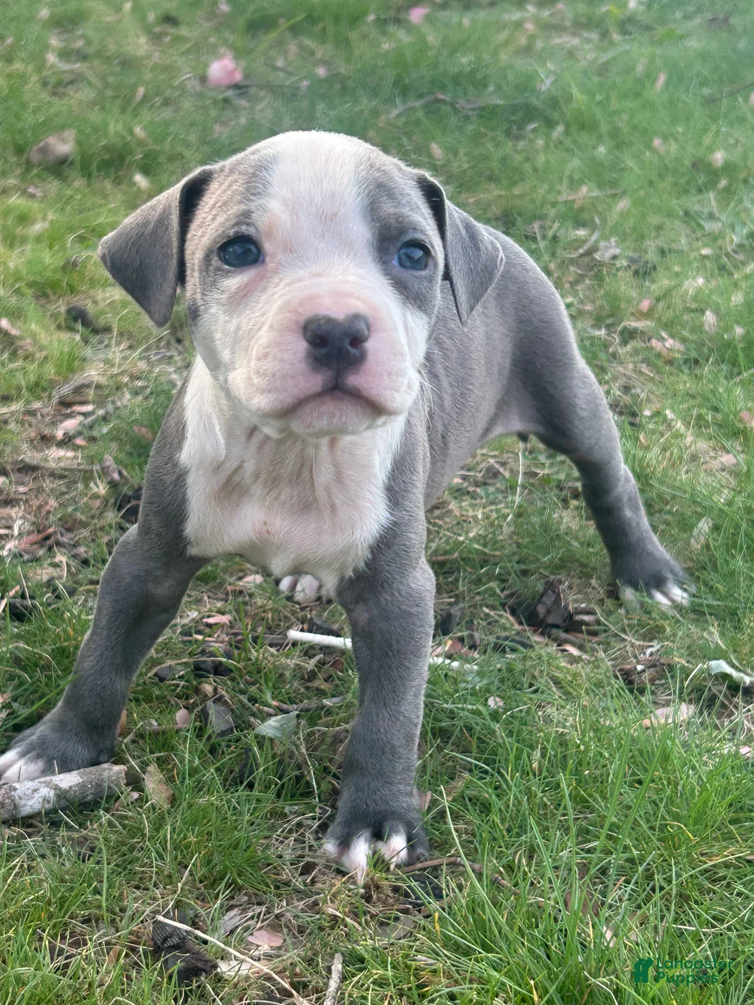 American Bully dogs for sale: American Bully Puppy 6 - Ad 1