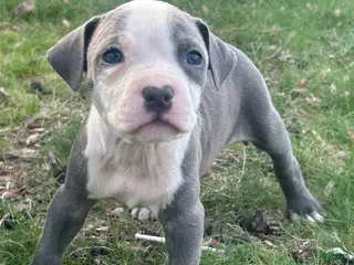 American Bully dogs American Bully Puppy 6 - Ad 29