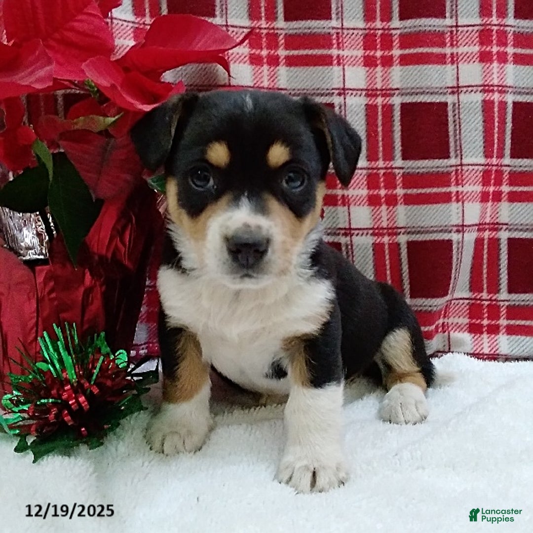 Mixed Breed dogs for sale: Toro - Ad 1