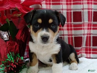 Mixed Breed dogs Toro - Ad 4