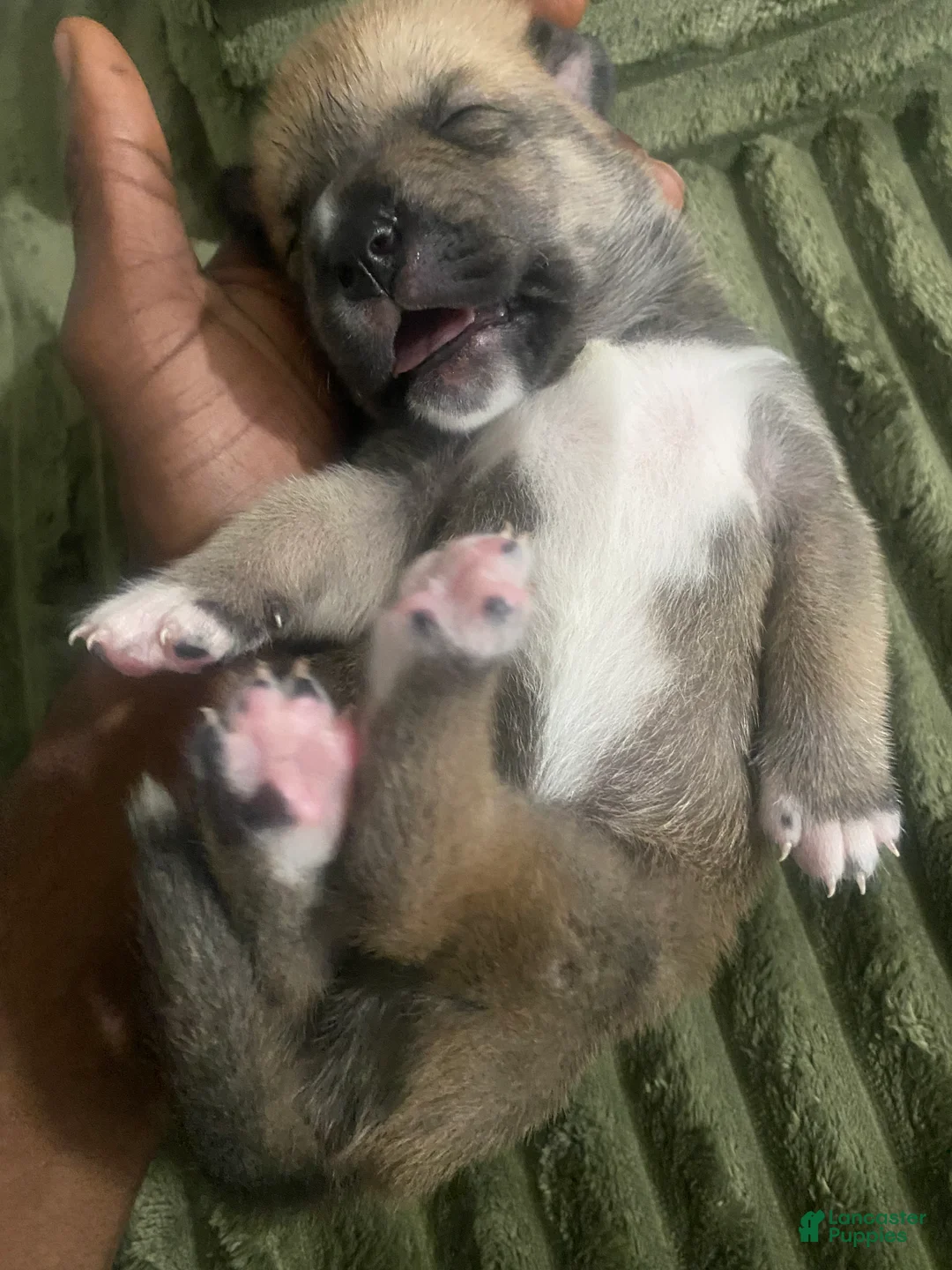 Mixed Breed dogs for sale: ICE - Ad 2