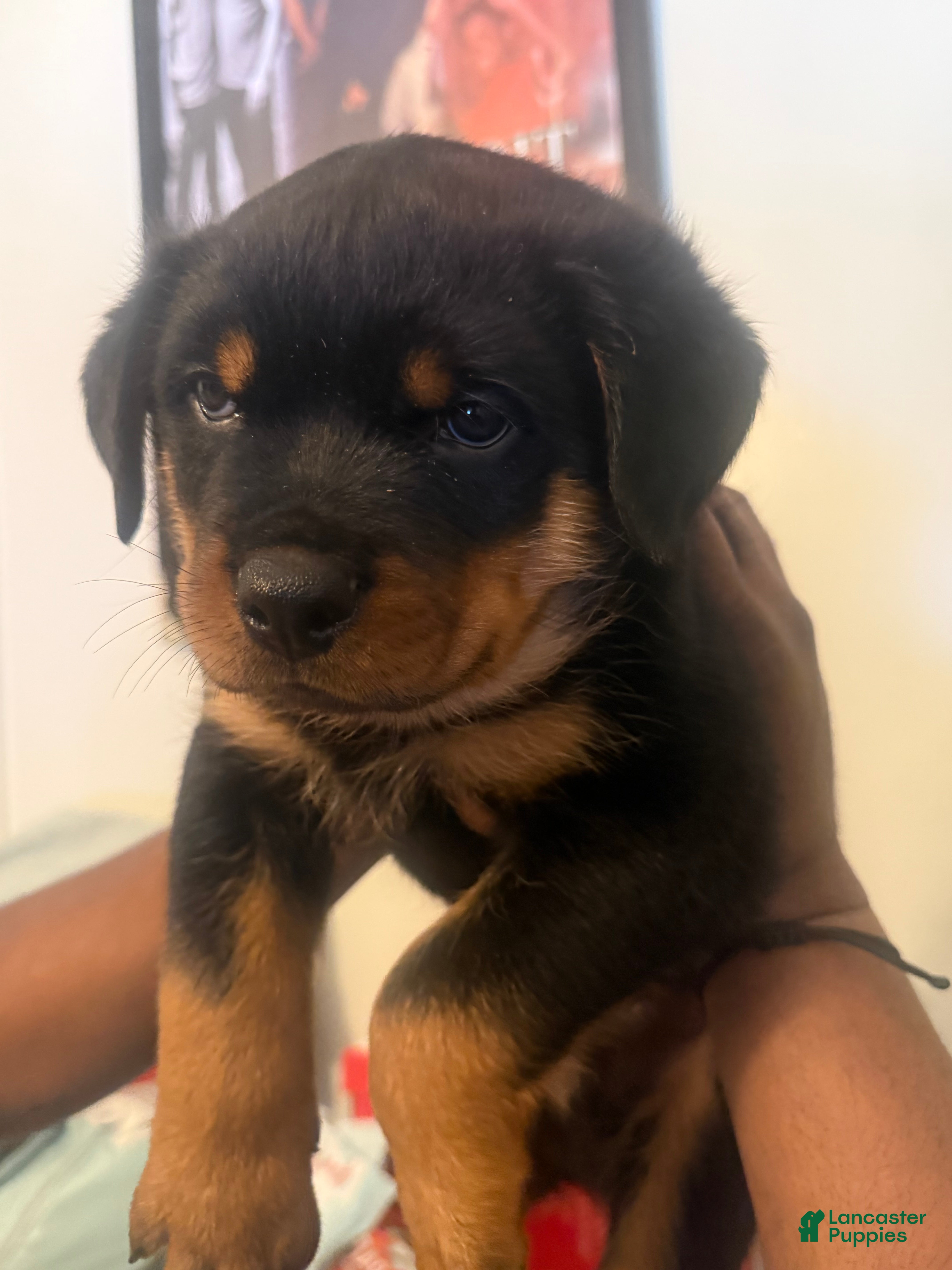 Rottweiler dogs for sale: Rottweiler 2 - Ad 1