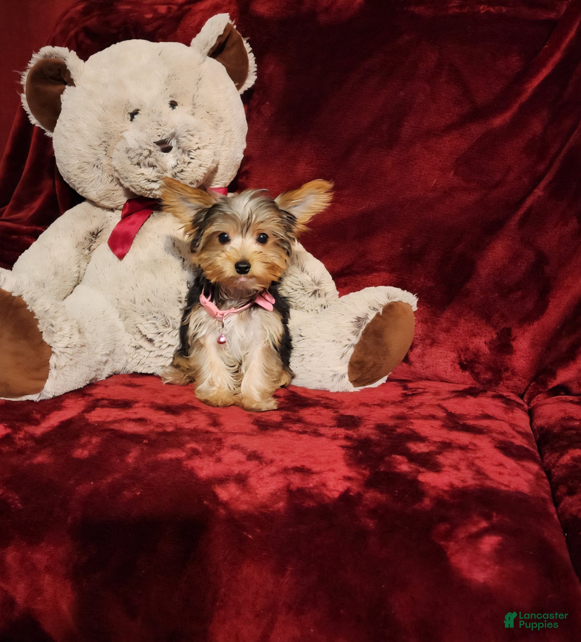 Yorkshire Terrier dogs PIPPA - Ad 21
