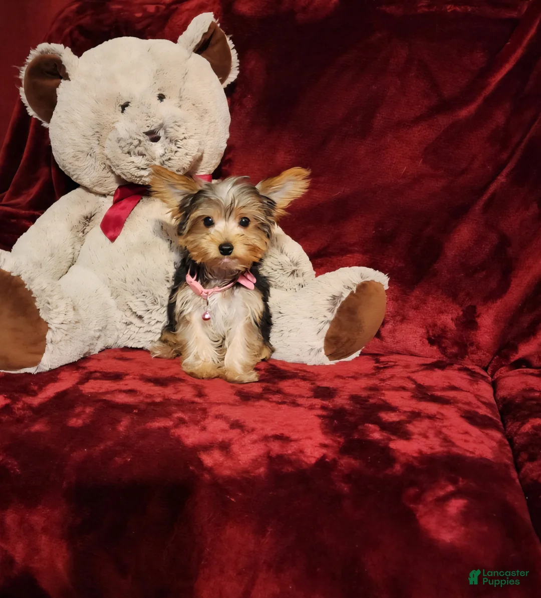 Yorkshire Terrier dogs for sale: PIPPA - Ad 1