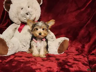 Yorkshire Terrier dogs PIPPA - Ad 21