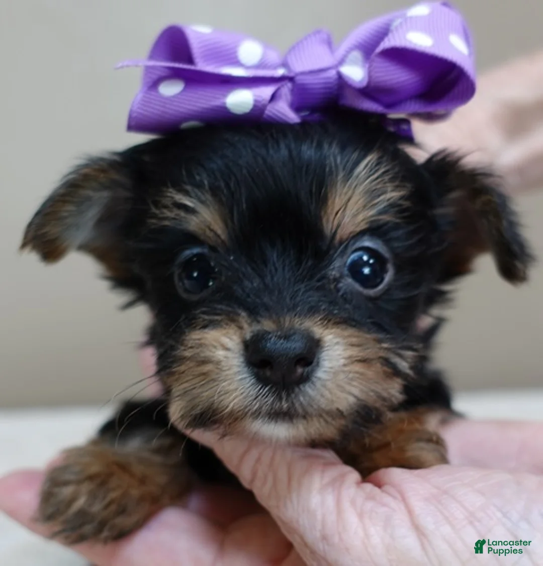 Yorkshire Terrier dogs for sale: Bonbon 18 ounces - Ad 1