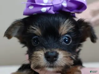 Yorkshire Terrier dogs Bonbon 18 ounces - Ad 2