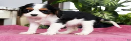 Cavalier King Charles Spaniel dogs for sale: Sarah - Ad 4