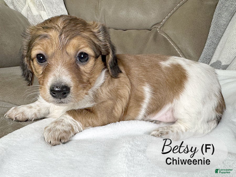 Chiweenie dogs Chiweenie Puppy 2 - Ad 2