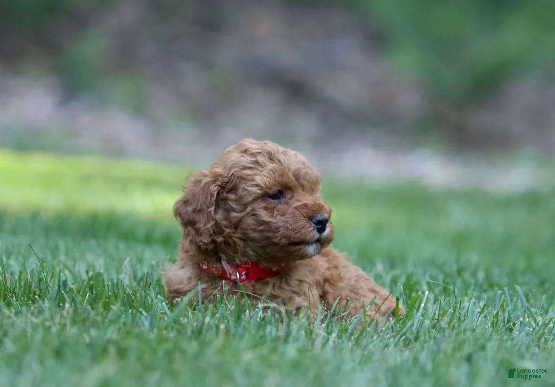 Miniature Poodle dogs for sale: Miniature Poodle 4 - Ad 1