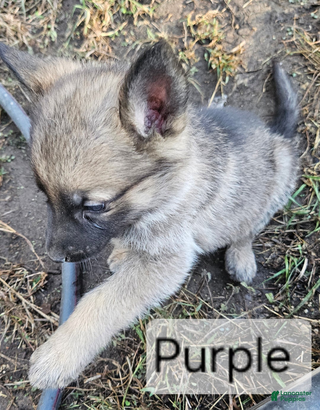 German Shepherd dogs for sale: German Shepherd Puppy 6 - Purple - Ad 2