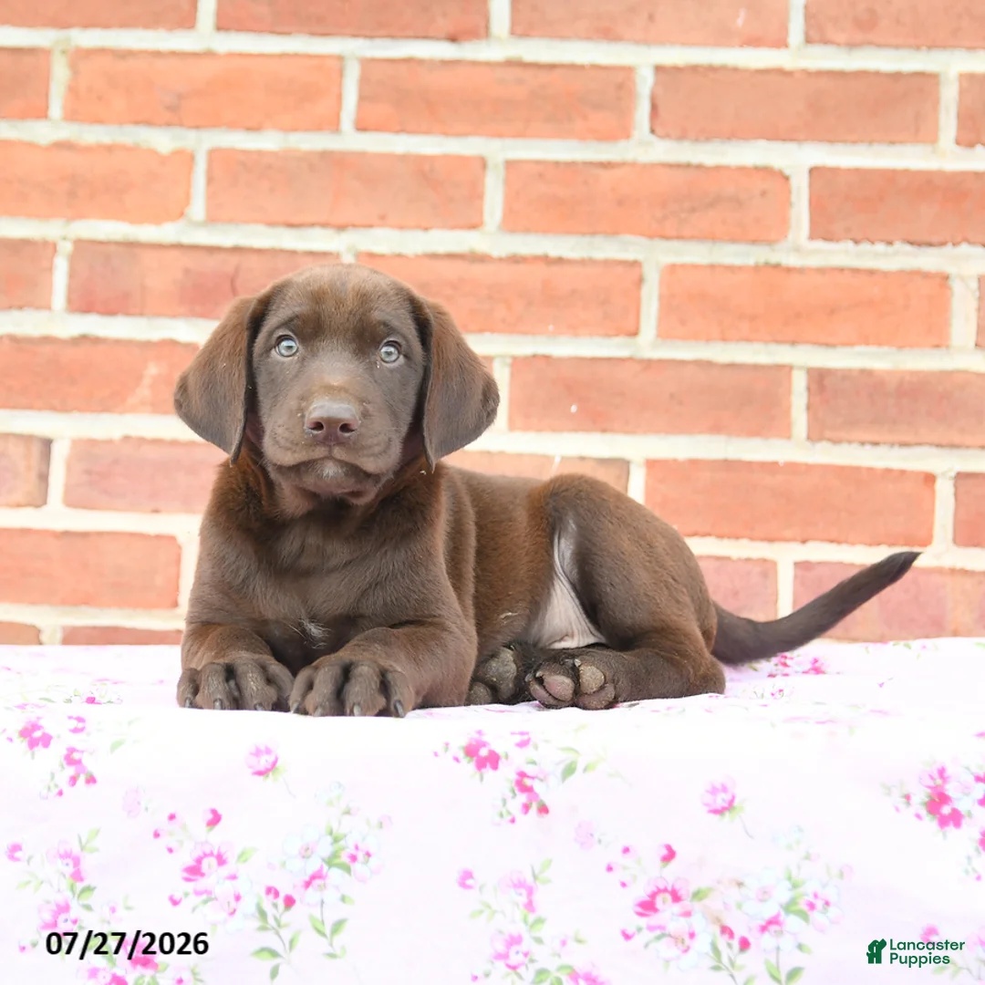 Labrador Retriever dogs for sale: Porter - Ad 3