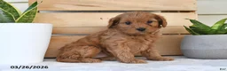 Cavapoo dogs for sale: Sugar - Ad 4
