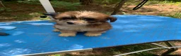 Shihpoo dogs for sale: Sweet baby girl  - Ad 11