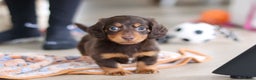 Miniature Dachshund dogs for sale: Robin - Ad 9