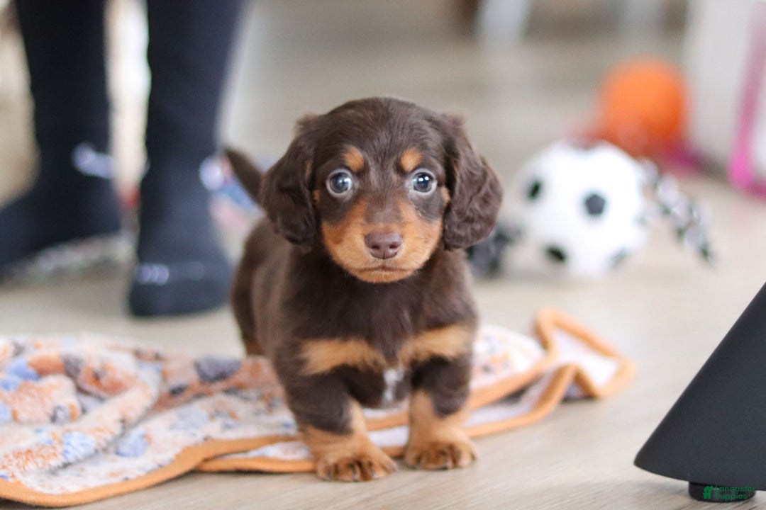 Miniature Dachshund dogs for sale: Robin - Ad 9