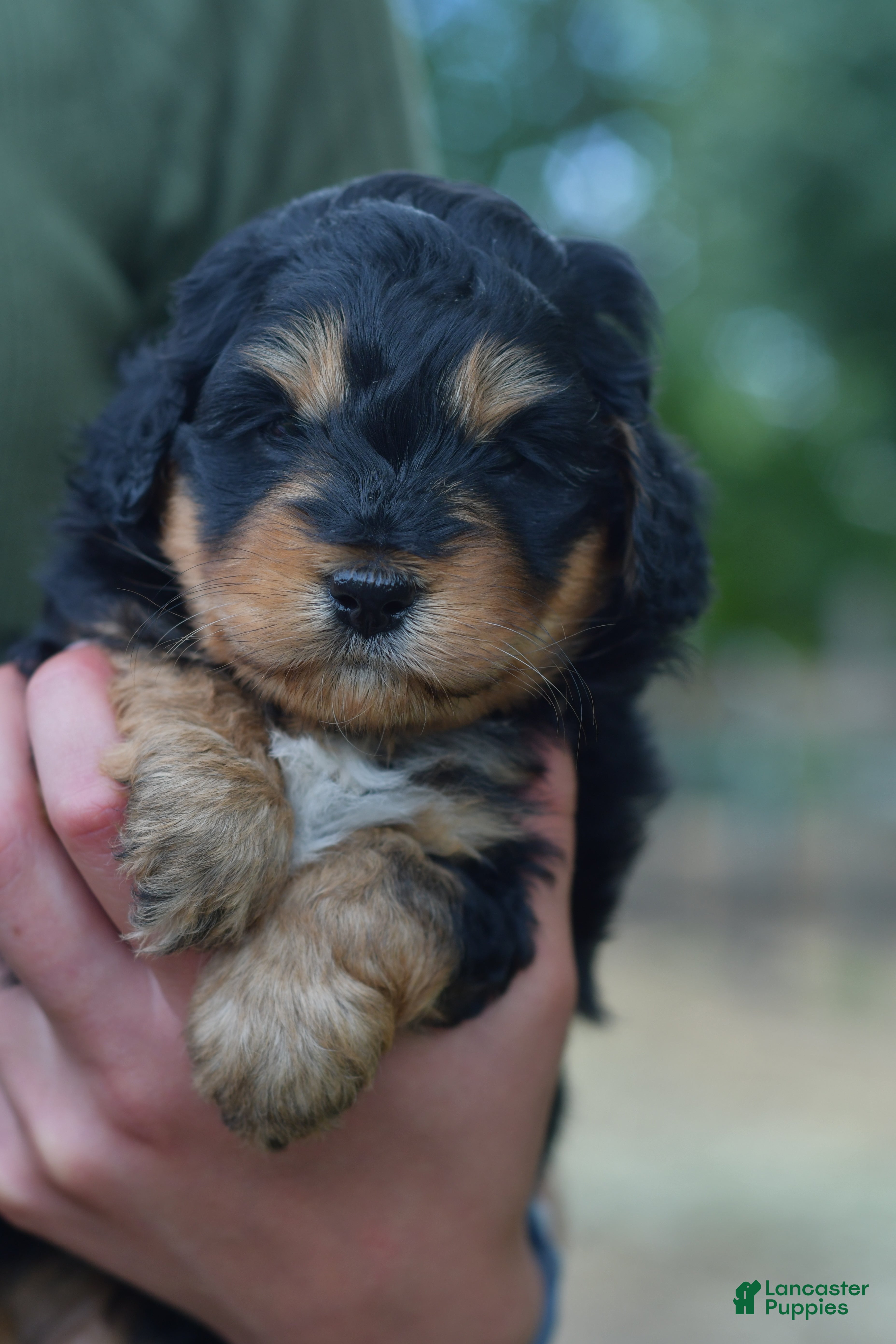 Aussiedoodle dogs Aussiedoodle Puppy 5 - Ad 1