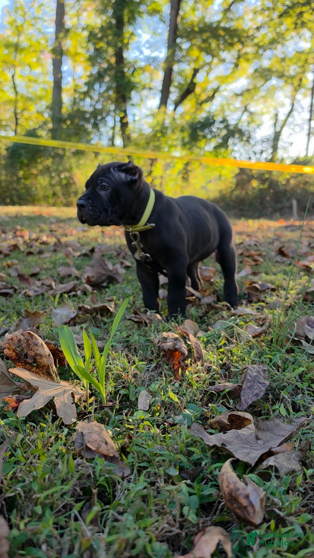Cane Corso dogs for sale: Cane Corso 3 - Ad 1