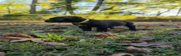 Cane Corso dogs for sale: Cane Corso 3 - Ad 1