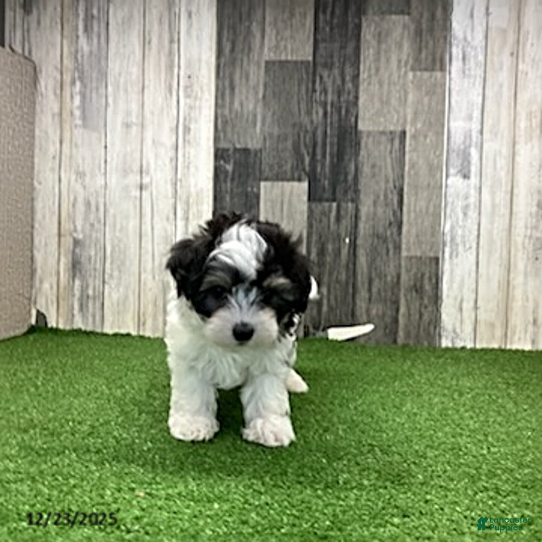 Maltipoo dogs for sale: Molly - Ad 6