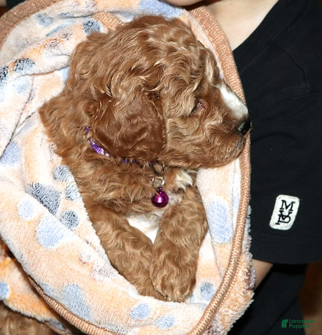 Mini Goldendoodle dogs for sale: Wendy 🌷 Genetic Clear Parents - Ad 2