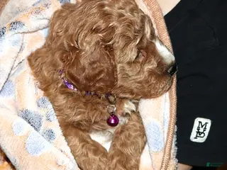 Mini Goldendoodle dogs Wendy 🌷 Genetic Clear Parents - Ad 34