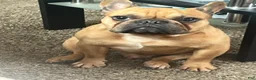 French Bulldog dogs for stud: Bentley - Ad 2