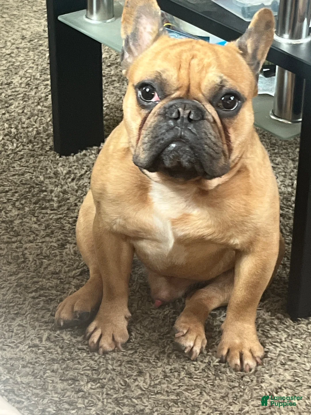 French Bulldog dogs for stud: Bentley - Ad 2