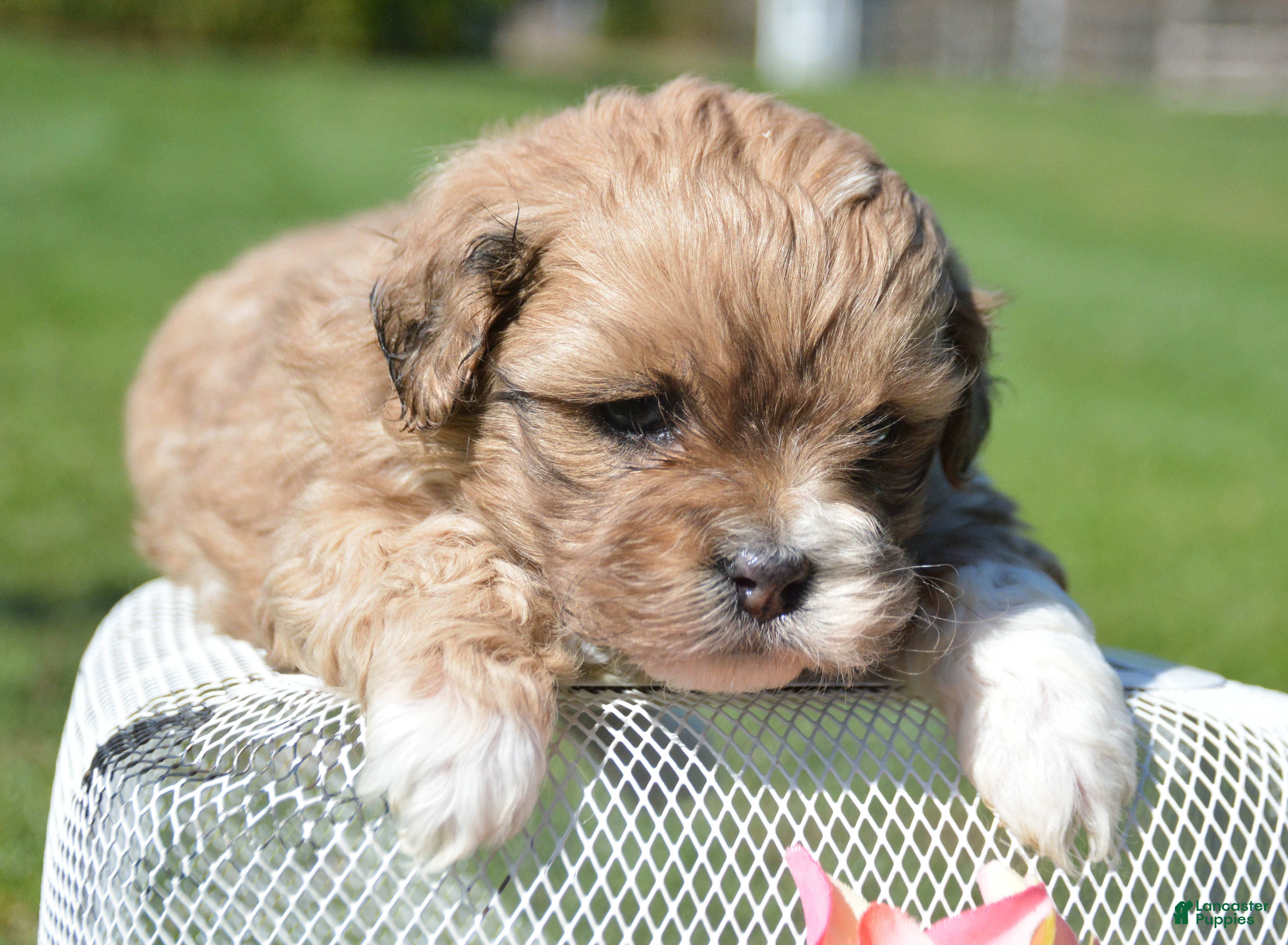 Shihpoo dogs Shihpoo Sasha - Ad 25