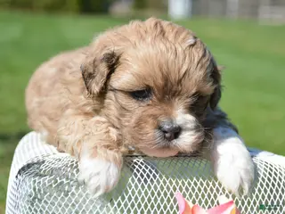 Shihpoo dogs Shihpoo Sasha - Ad 25