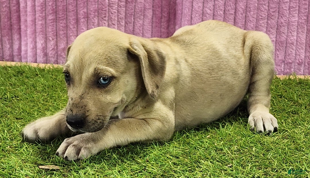 Catahoula Leopard Dog dogs for sale: Duchess 2025 Female 2 - Ad 6