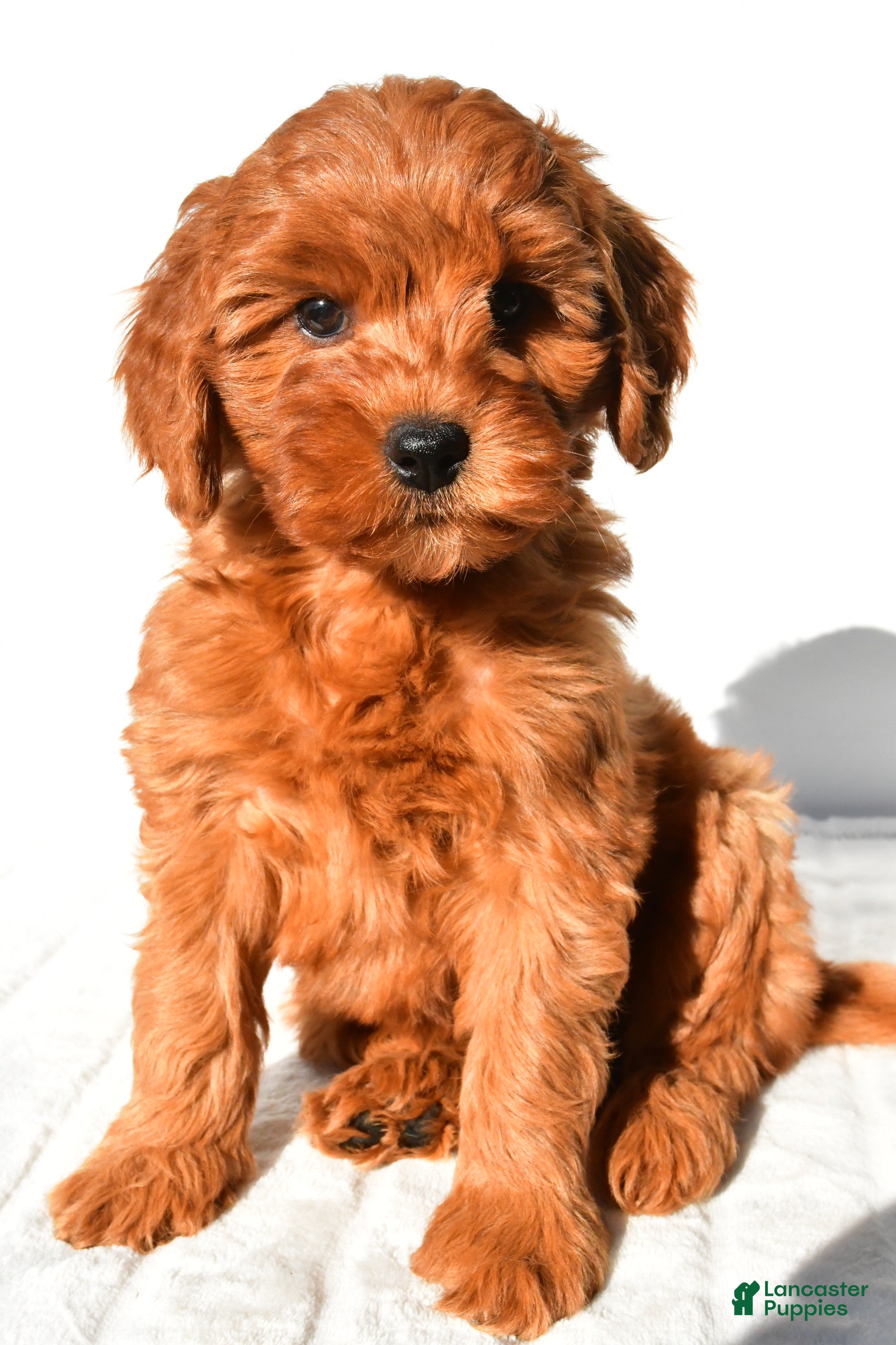 Mini Goldendoodle dogs Ellie - Ad 1