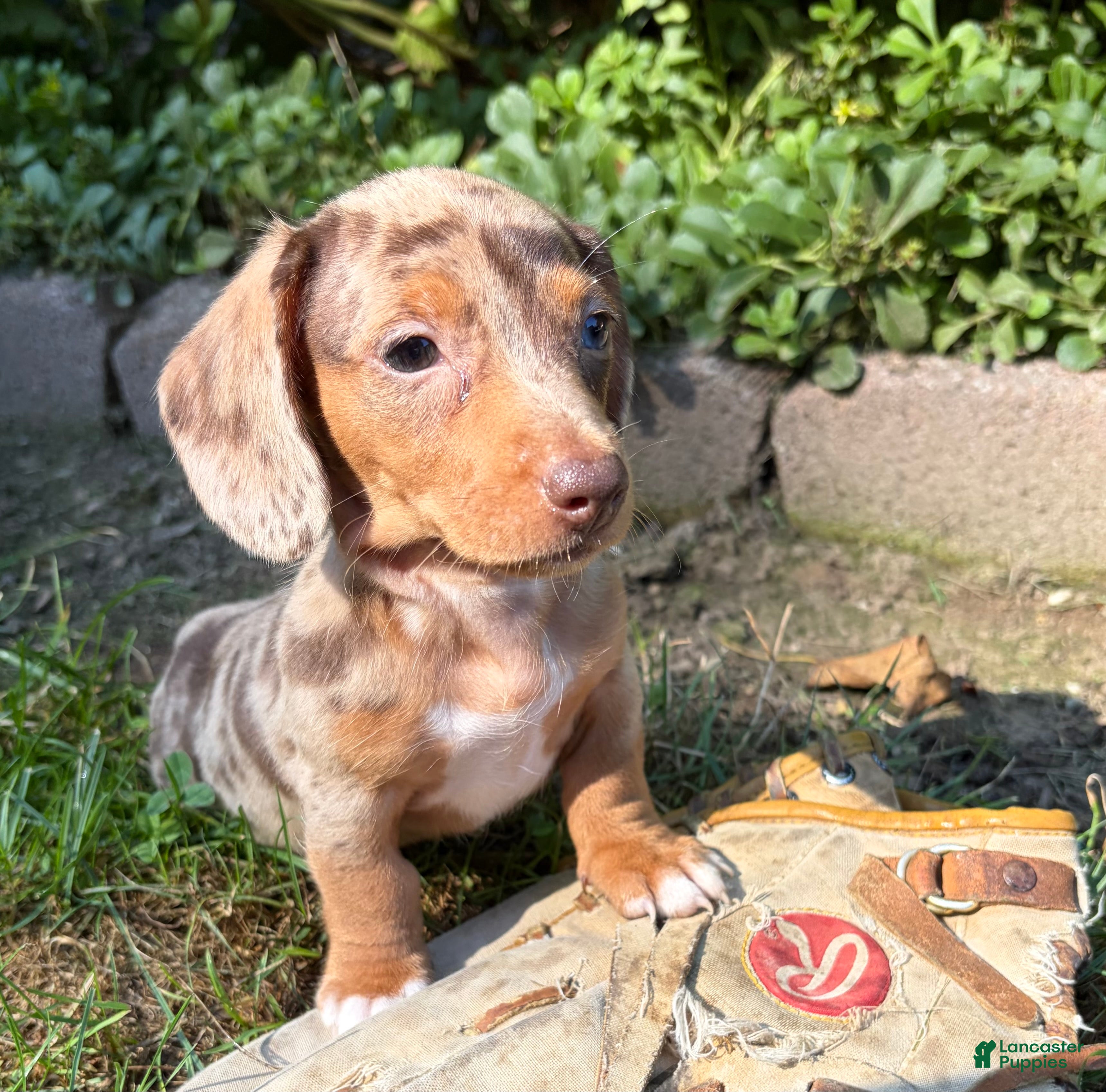 Dachshund dogs Finn - Ad 2