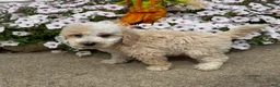 Miniature Poodle dogs for sale: Jimmy - Ad 6