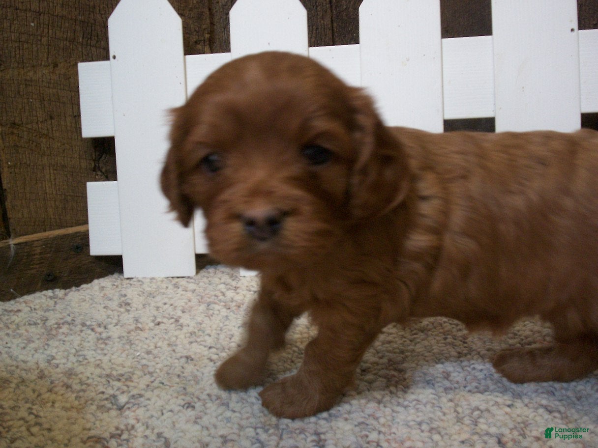 Cavapoo dogs Daisy - Ad 1